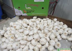 荷蘭：采購中國大蒜的數量陡升 ()